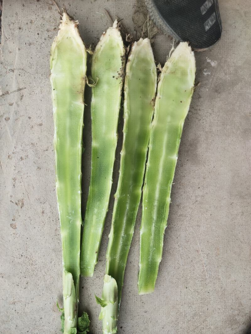 红叶莴笋大量现货