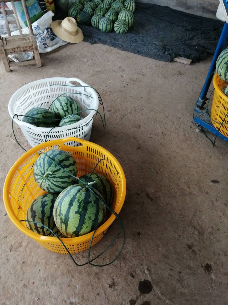 美都西瓜湖南西瓜精品美都头茬西瓜大量上市代办