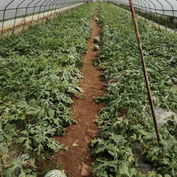 美都西瓜湖南西瓜精品美都头茬西瓜大量上市代办