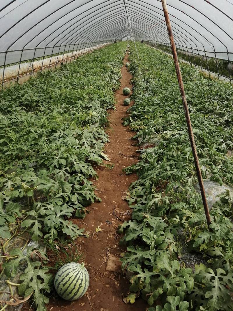 美都西瓜湖南西瓜精品美都头茬西瓜大量上市代办