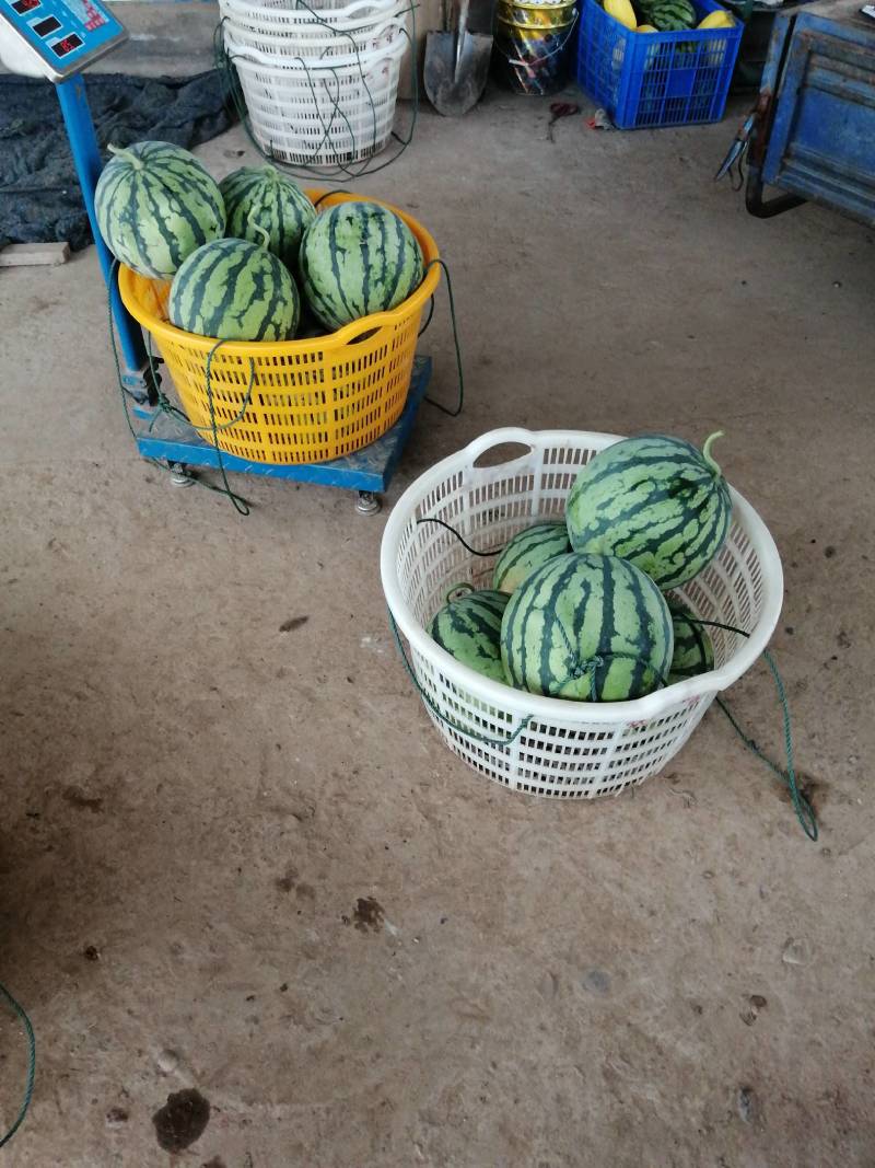 美都西瓜湖南西瓜精品美都头茬西瓜大量上市代办