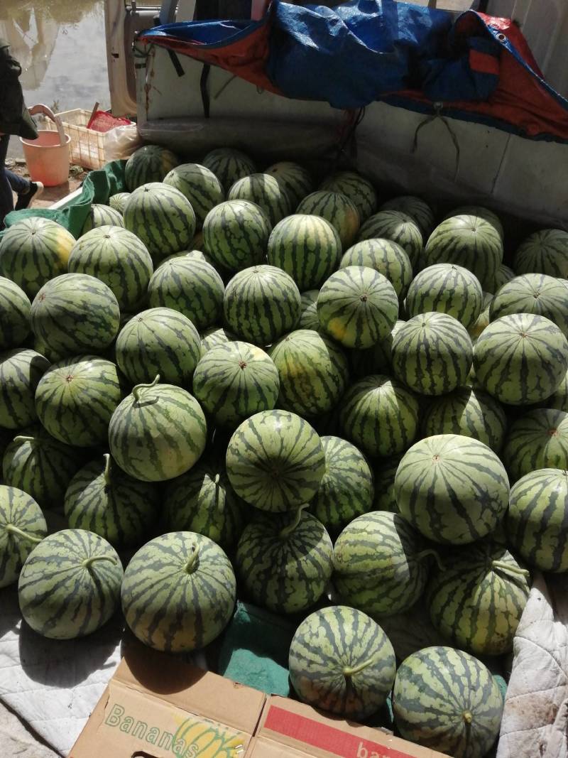 美都西瓜湖南西瓜精品美都头茬西瓜大量上市代办