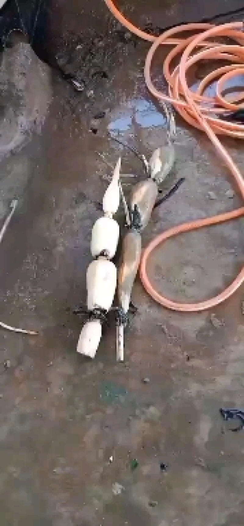 这几天竹园的莲藕大量上市了，有需要的请跟我联系。
