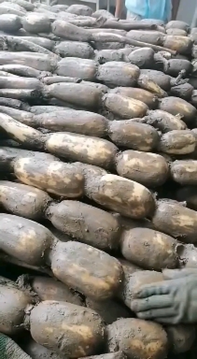 这几天竹园的莲藕大量上市了，有需要的请跟我联系。