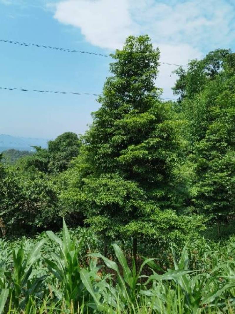 楠木