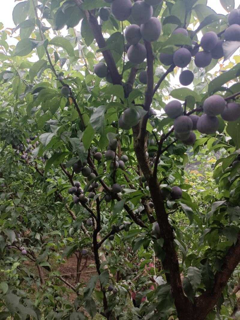 屏山五月脆大量上市中，富硒水果口感脆甜爽口