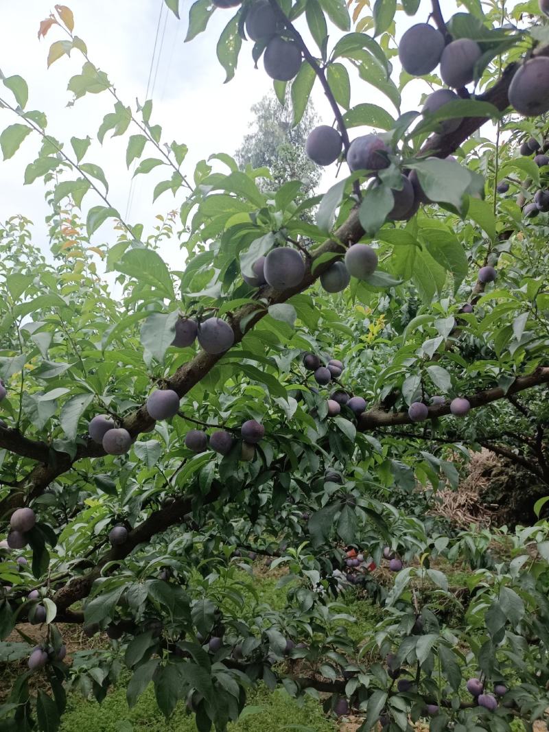 屏山五月脆大量上市中，富硒水果口感脆甜爽口