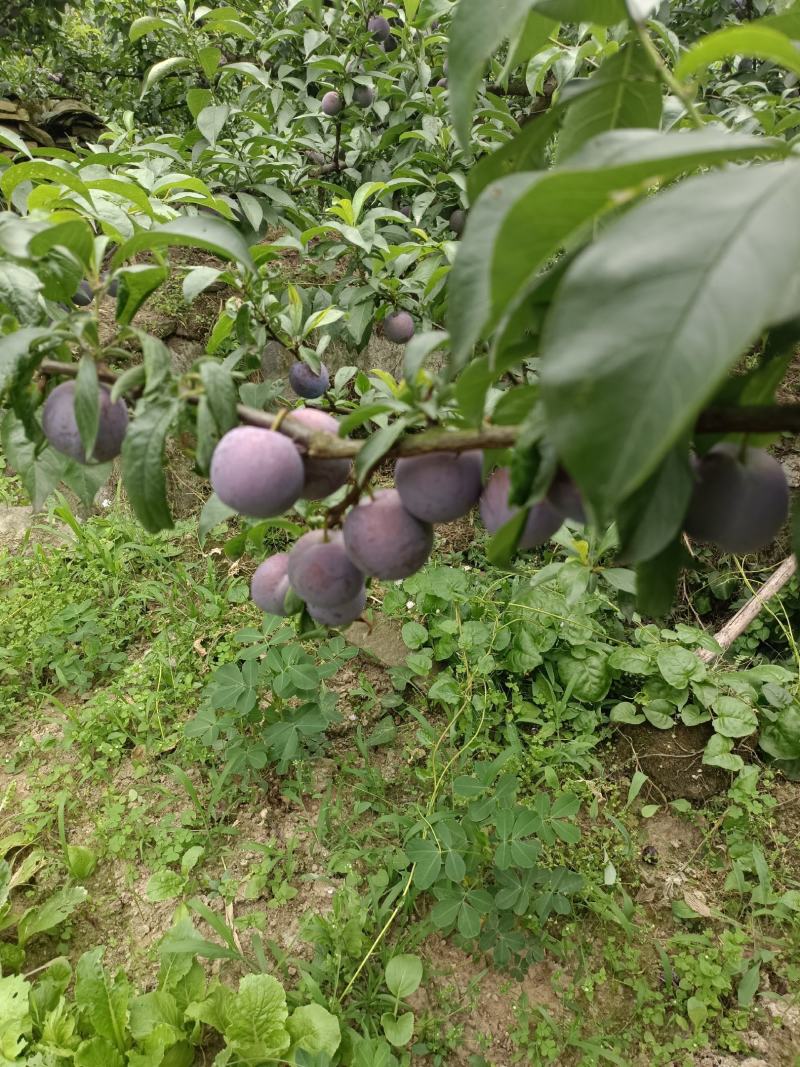 屏山五月脆大量上市中，富硒水果口感脆甜爽口