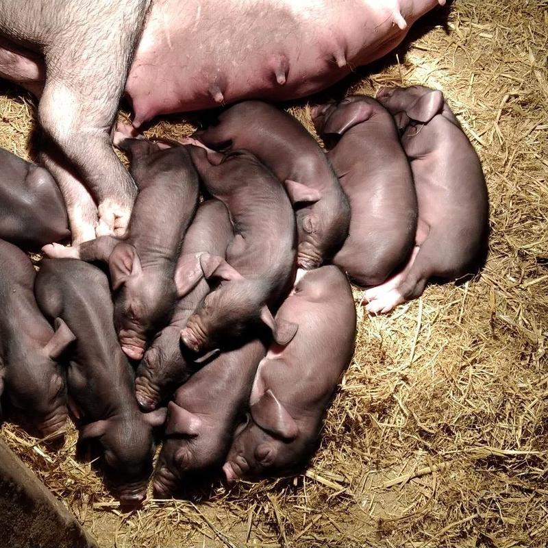 新美系二元母猪原种太湖一代母猪后备母猪苗活猪幼崽种公猪