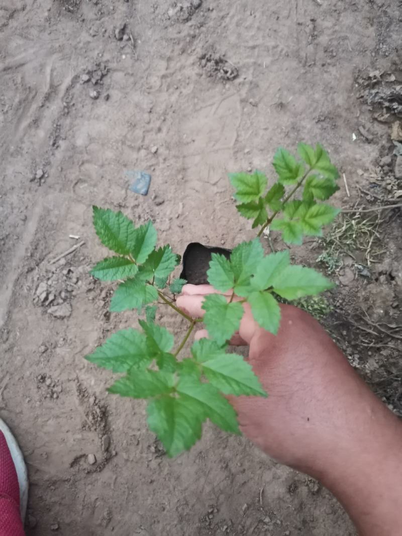 优质落新妇产地直发一手货源量大可以优惠