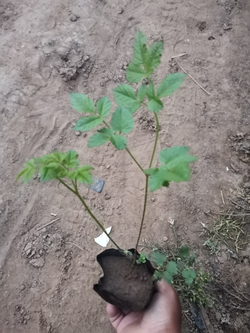 优质落新妇产地直发一手货源量大可以优惠