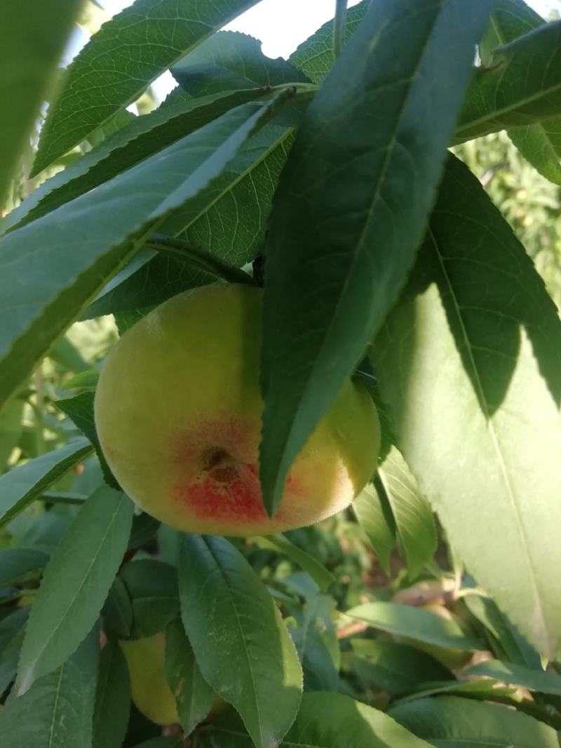 优质高坡毛桃。