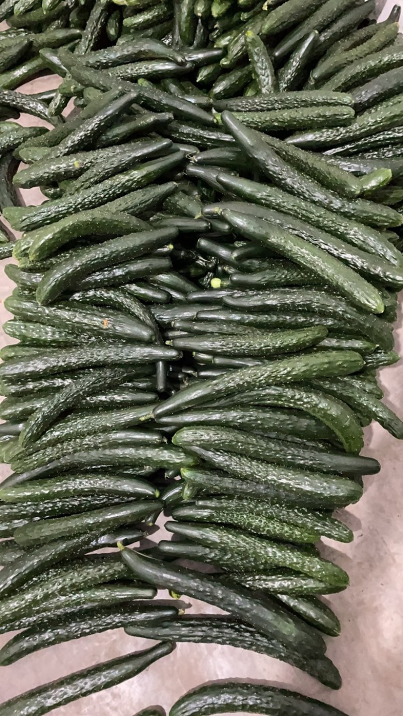刺黄瓜开始大量有货，一手货源，需要的朋友细聊………