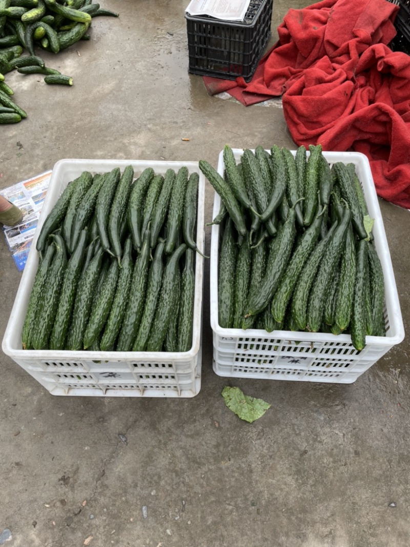 刺黄瓜开始大量有货，一手货源，需要的朋友细聊………