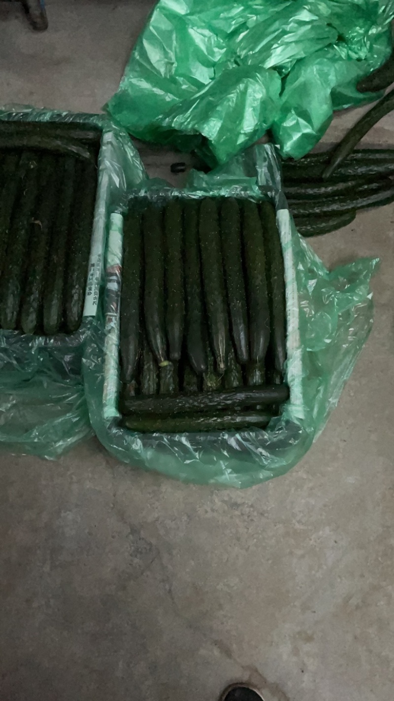 刺黄瓜开始大量有货，一手货源，需要的朋友细聊………