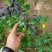 金花茶