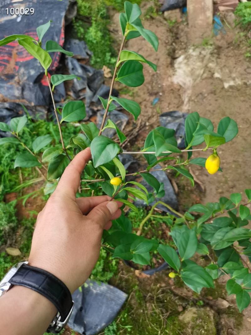 金花茶