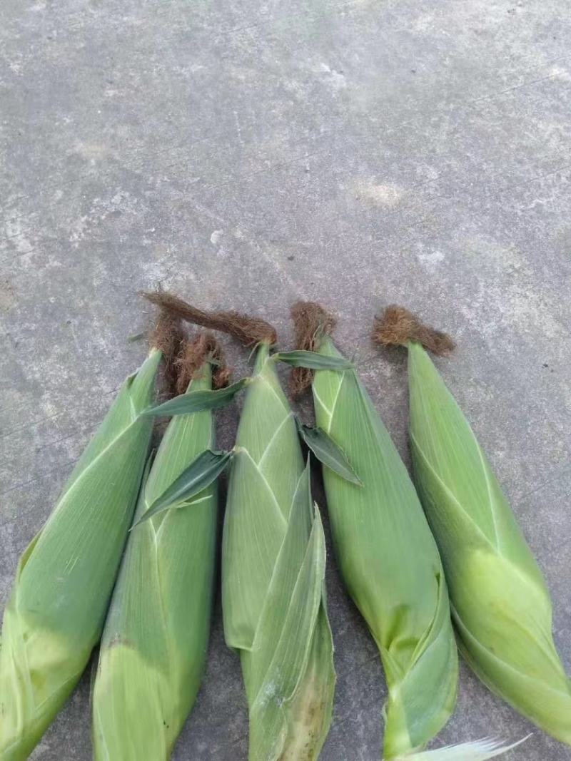 甜糯玉米，白色颗粒，颗粒饱满，货源充足，基地直供