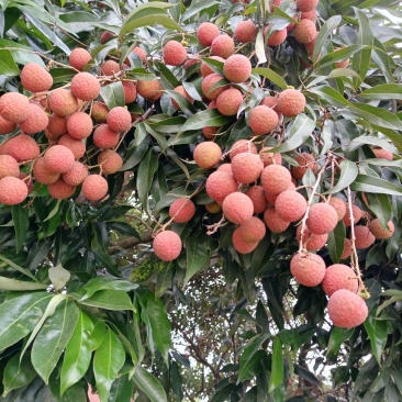 黑叶荔枝