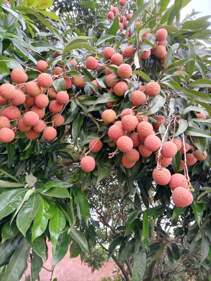 黑叶荔枝