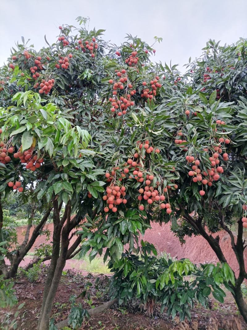 黑叶荔枝