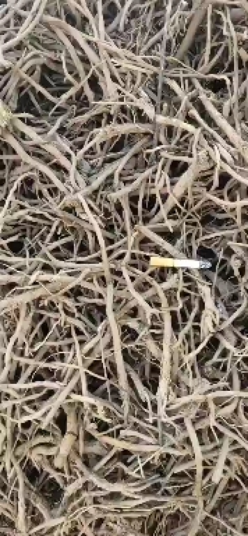 黄芩