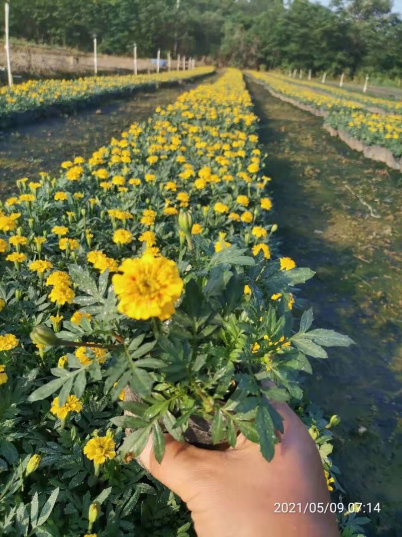 孔雀草大量供应基地直供欢迎实地看货期待合作胡