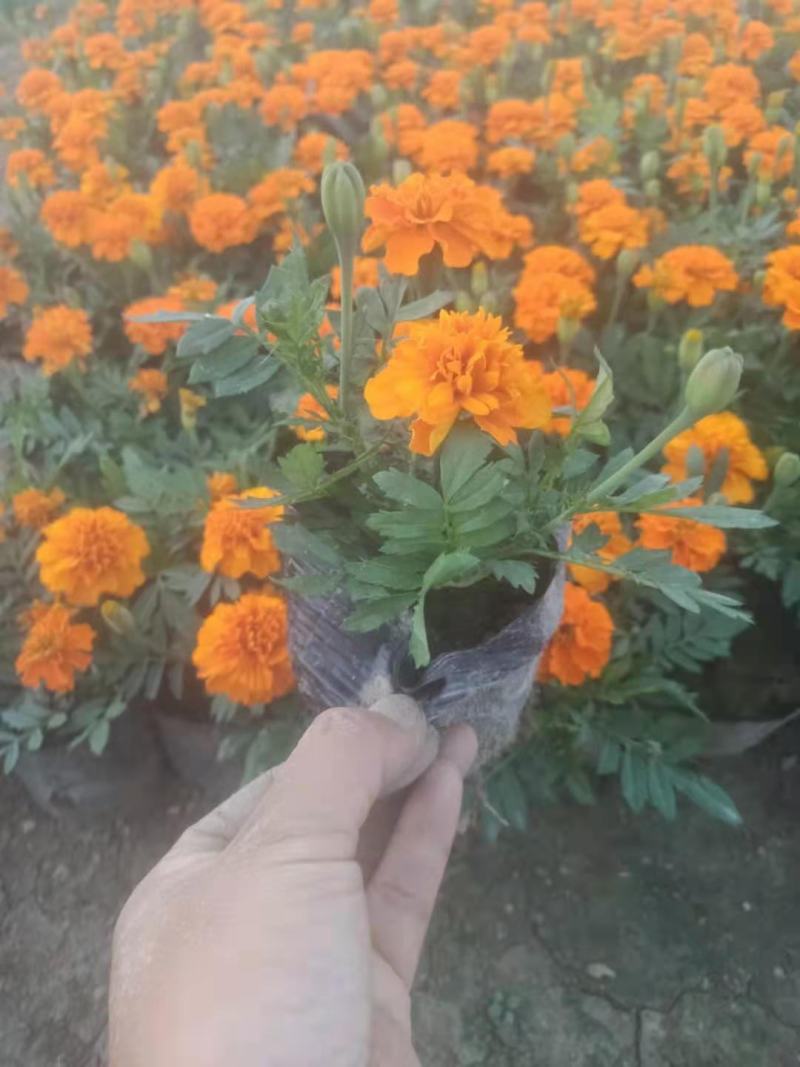 孔雀草大量供应基地直供欢迎实地看货期待合作胡