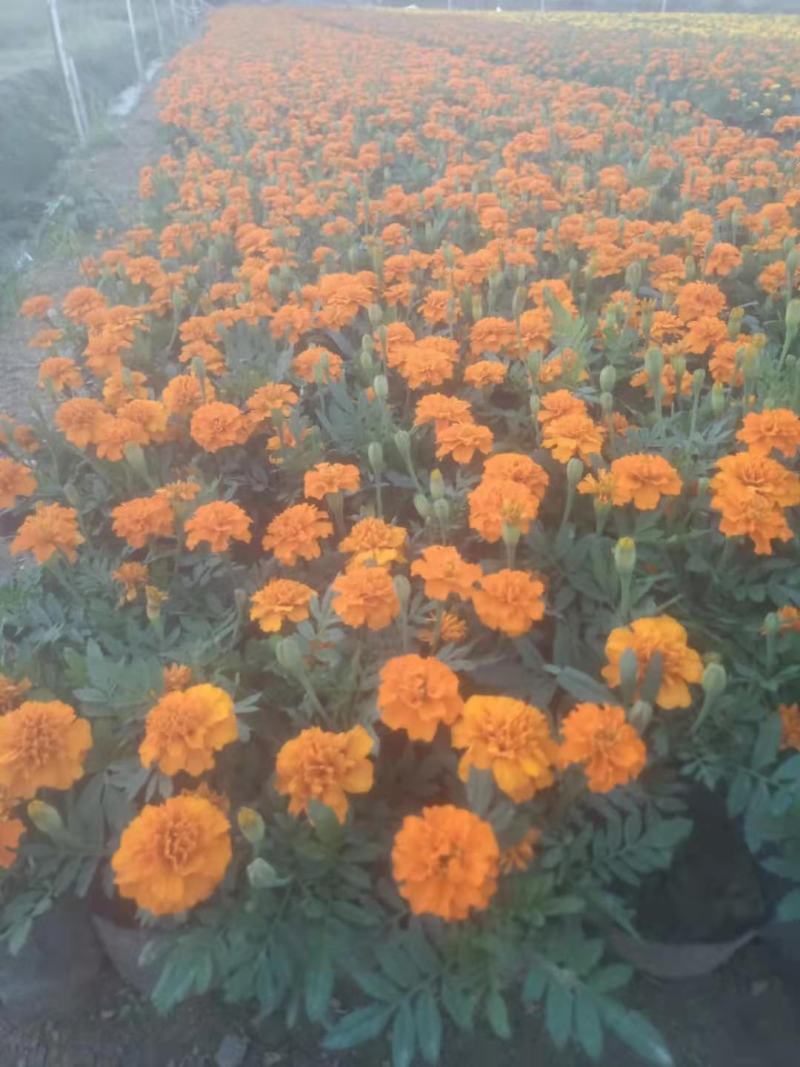孔雀草大量供应基地直供欢迎实地看货期待合作胡