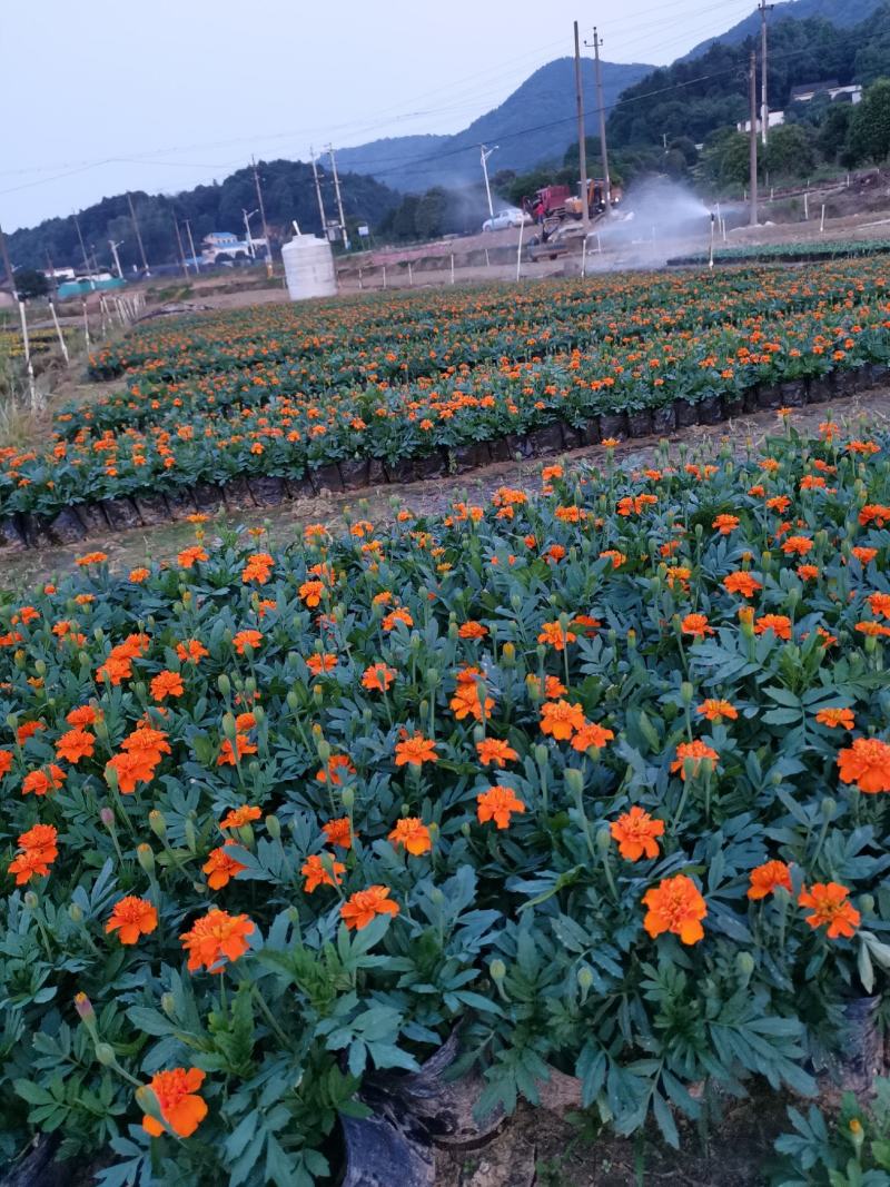 孔雀草大量供应基地直供欢迎实地看货期待合作胡