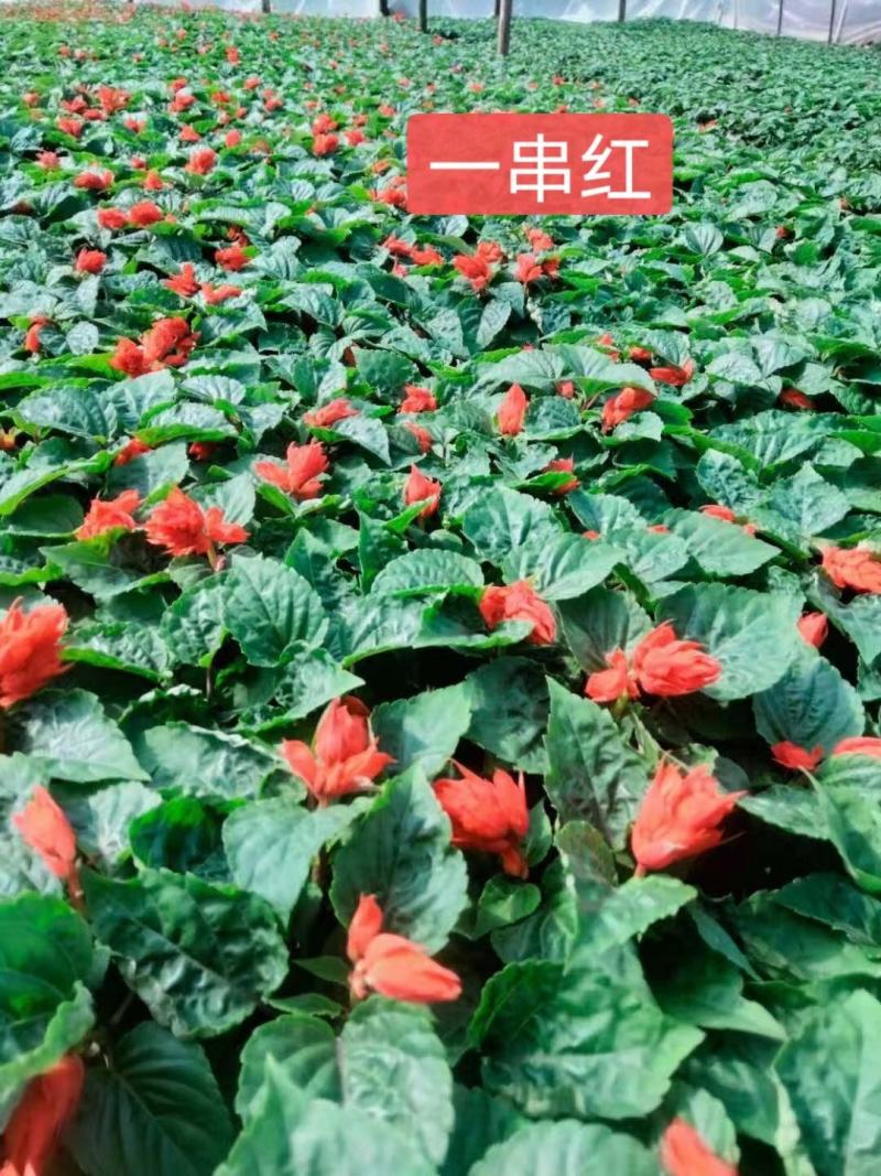 一串红基地直销欢迎实地考察选购期待合作价优