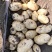 【推荐】山东精品荷兰十五土豆大量有货质量保证欢迎采购