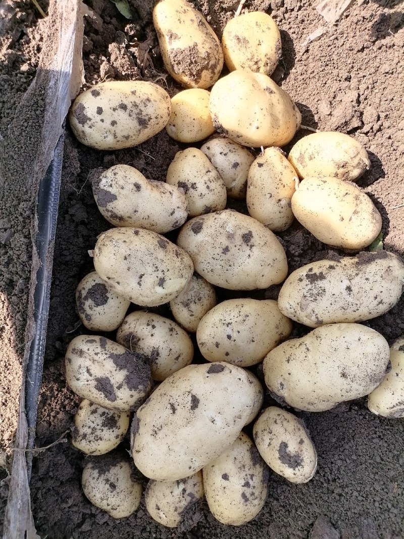 【推荐】山东精品荷兰十五土豆大量有货质量保证欢迎采购
