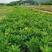 木春菊基地直销欢迎选购