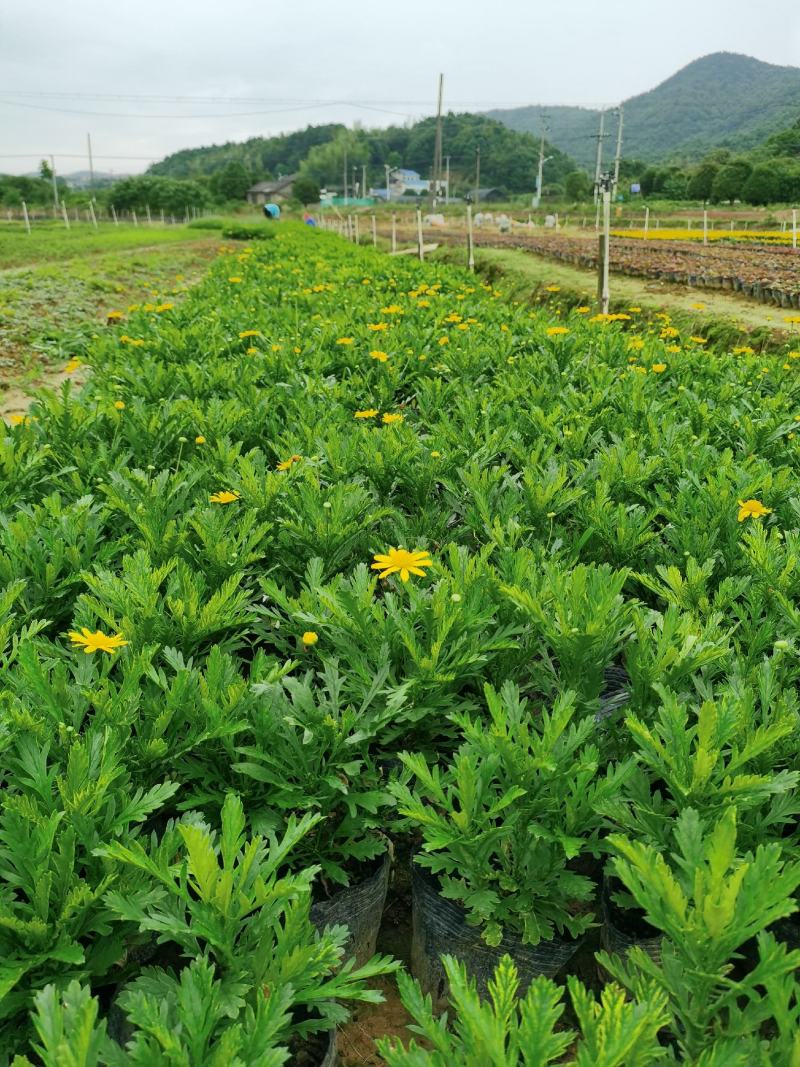 木春菊基地直销欢迎选购