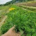木春菊基地直销欢迎选购