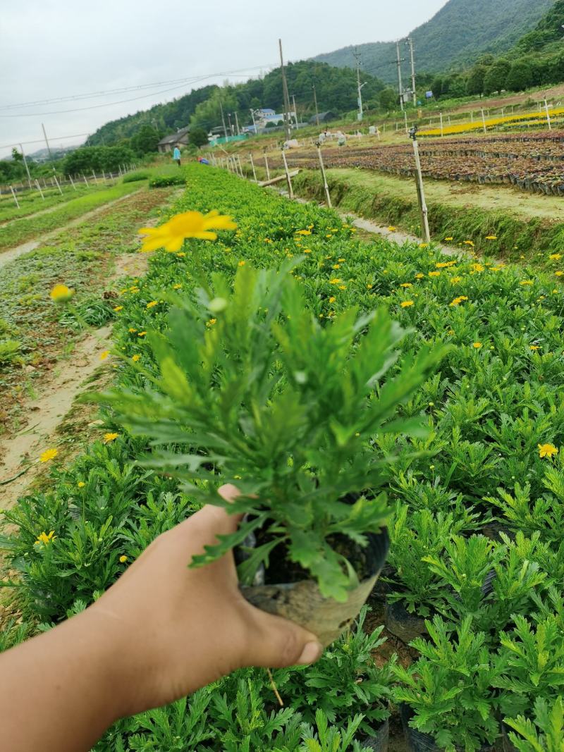 木春菊基地直销欢迎选购