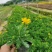 木春菊基地直销欢迎选购