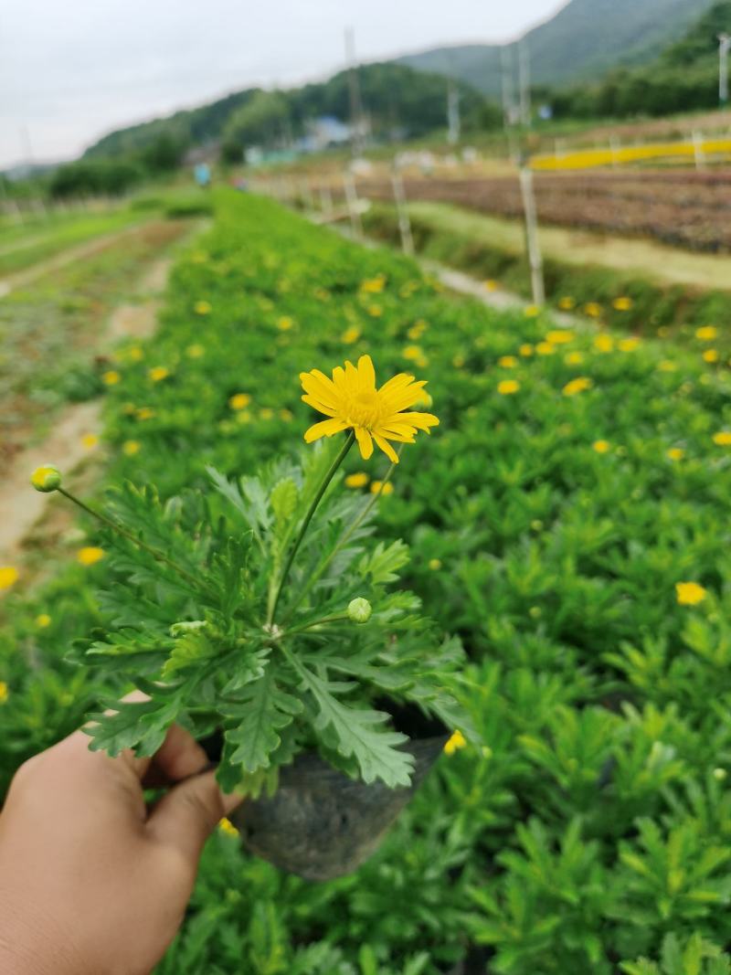 木春菊基地直销欢迎选购