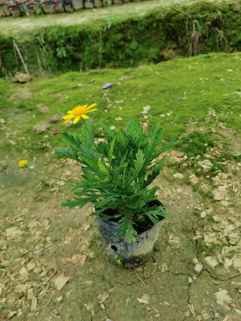 木春菊基地直销欢迎选购