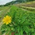 木春菊基地直销欢迎选购