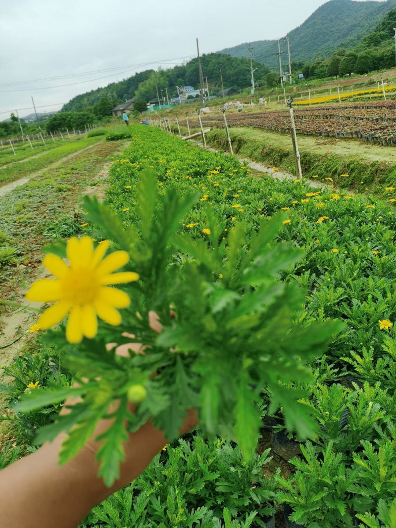 木春菊基地直销欢迎选购