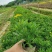 木春菊基地直销欢迎选购