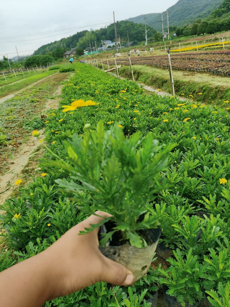 木春菊基地直销欢迎选购