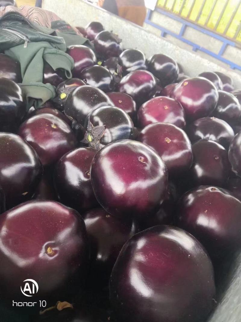 【精品】河南（茄子）紫光圆茄现摘现发保证质量全国发货