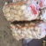 优质荷兰十五土豆，产地一手货源，价格便宜质量保障全国发货