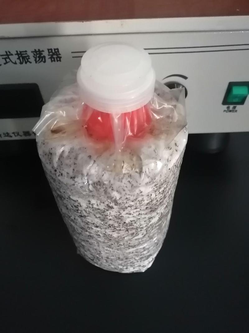 红托竹荪液体菌棒，2.5斤/棒，产量高，污染低