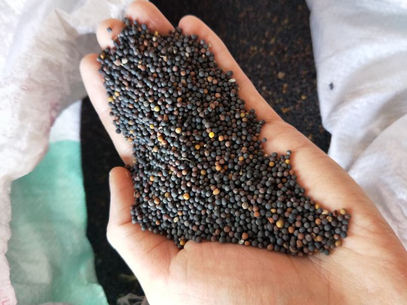 湖北本地油菜籽水份十点以下