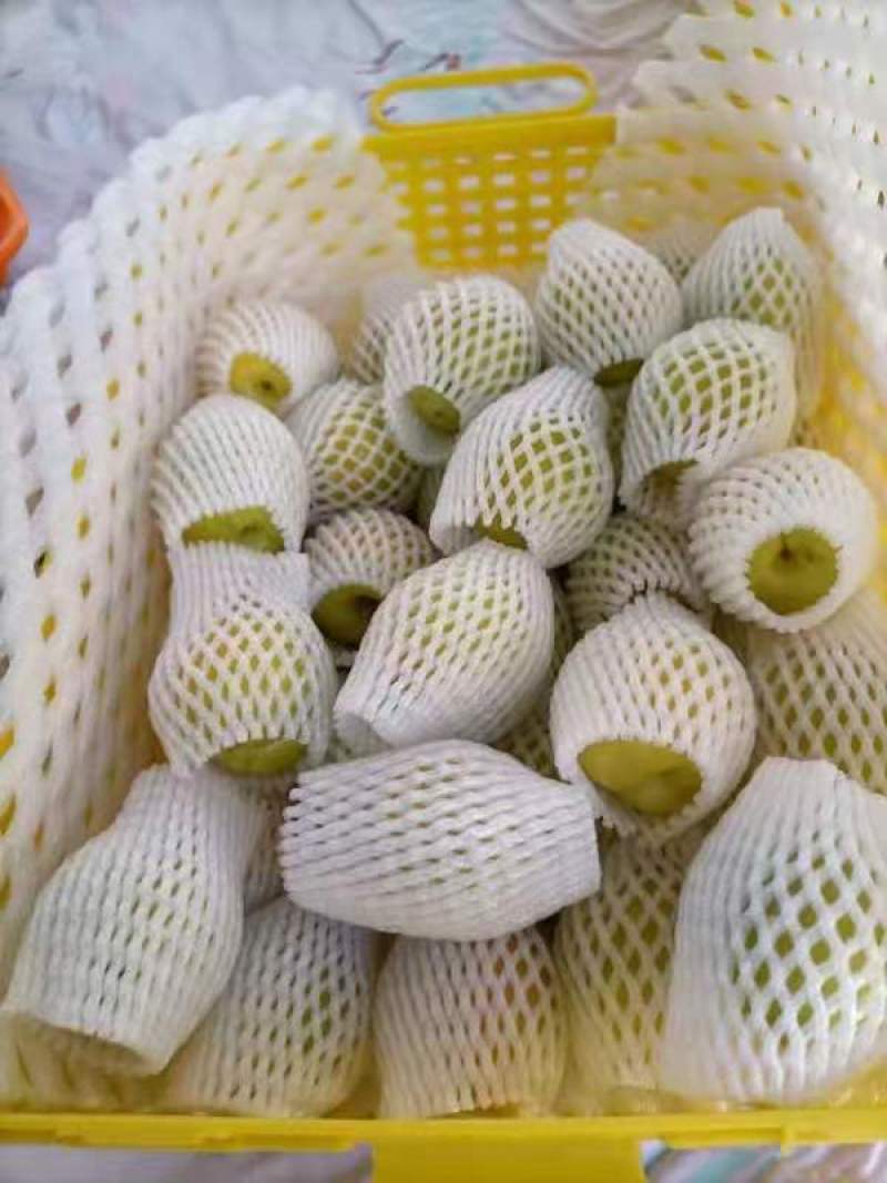 新疆库车小白杏，轮台小白杏，顺丰航运到家