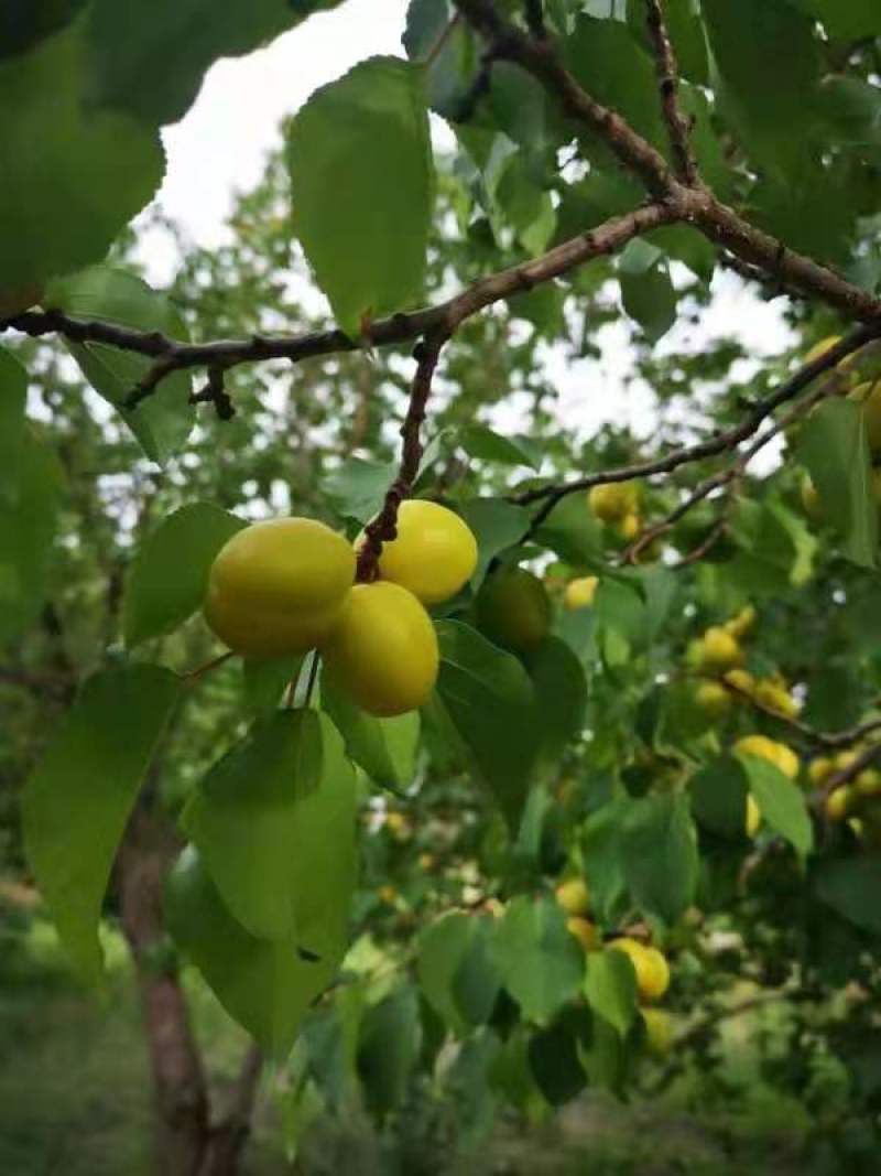 新疆库车小白杏，轮台小白杏，顺丰航运到家